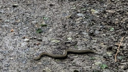 Două vipere capturate de jandarmi în zona campingului Valea Zânelor din Covasna / Reptilele au fost eliberate în mediul lor natural