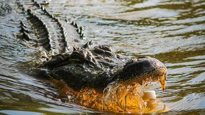 125 de crocodili sacrificaţi în Thailanda de teamă că vor scăpa în timpul inundaţiilor și vor ataca populația