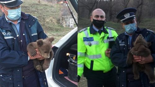 Un pui de urs de numai o lună a fost găsit pe marginea drumului în localitatea Reghiu