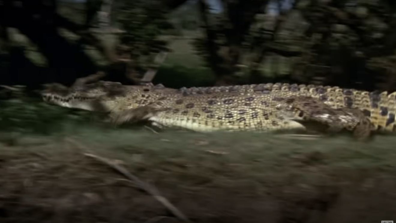 A murit crocodilul Burt din celebrul film „Crocodile Dundee”, la vârsta de 90 de ani