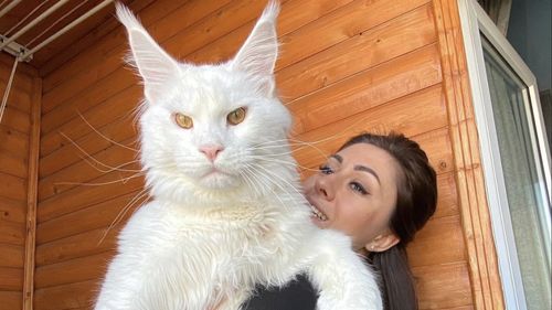 Kefir, motanul gigant de 13 kilograme pe care lumea îl confundă cu un câine