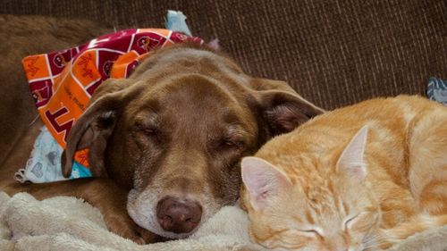 5 afecțiuni comune la câini și pisici, enumerate de medicii veterinari. Necesită intervenție medicală imediată