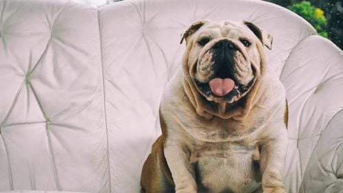 Medicii veterinari trag un semnal de alarmă: Obezitatea la pisici și câini devine un pericol major!