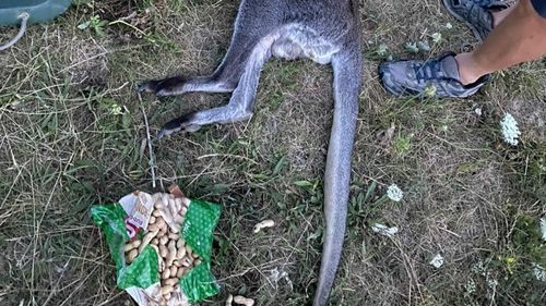 FOTO Un cangur fugar a fost capturat pe un câmp din Austria, într-un orășel de lângă Viena