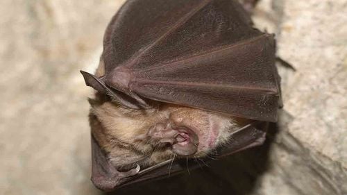 Zeci de lilieci au fost găsiți agățați de un aragaz, în Iași / Liliecii cresc într-un complex imobiliar din cauza felului în care au fost construite locuințele