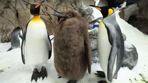 Cântăreaţa Katy Perry, printre fanii pinguinului Pesto / A devenit viral pe rețelele de socializare după ce s-a aflat sexul pinguinului imperial