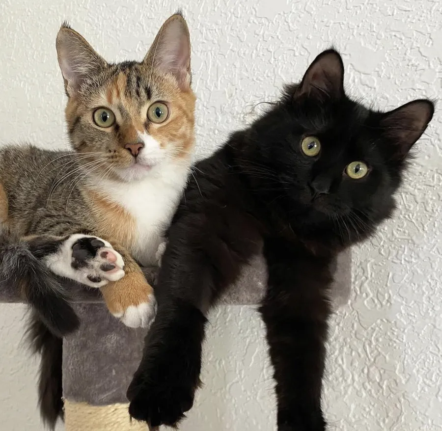 pisici, pisici celebre, pisici pe instagram , coleandmarmalade 