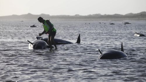 Aproximativ 30 de balene-pilot au murit după ce au eșuat pe o plajă din Noua Zeelandă / În februarie 2017 peste 250 de balene au murit în același loc