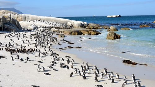 Cel puțin 28 de pinguini au murit de gripă aviară într-o colonie din Cape Town, un loc important de reproducere a speciei