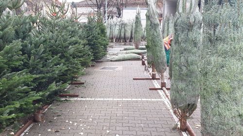 Primii brazi de Crăciun, de vânzare în Arad, sunt aduși din Danemarca / ”Nu se mai caută, s-au umplut magazinele cu brazi artificiali”