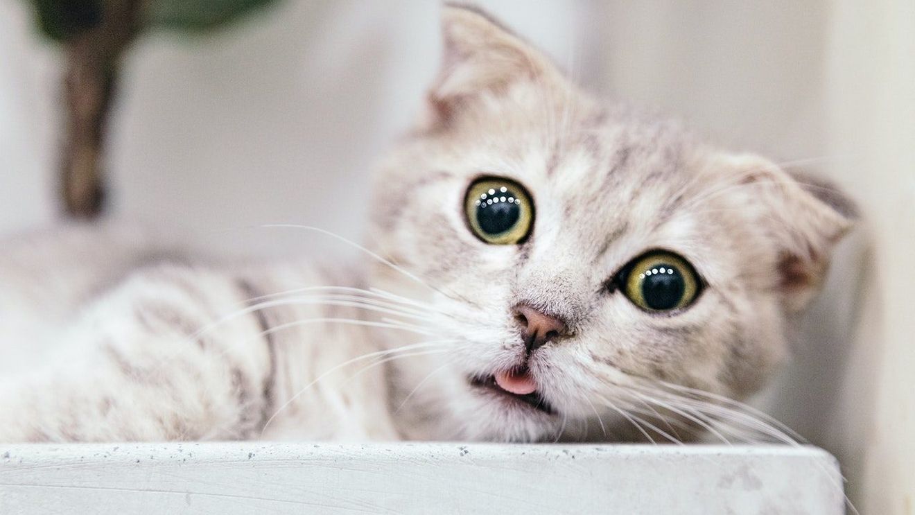 SofistiCAT - Salonul Felin Internaţional Bucureşti revine în weekend la Sala Palatului