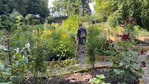 O grădină botanică din Chile renaşte cu ajutorul unor specii rezistente la incendii