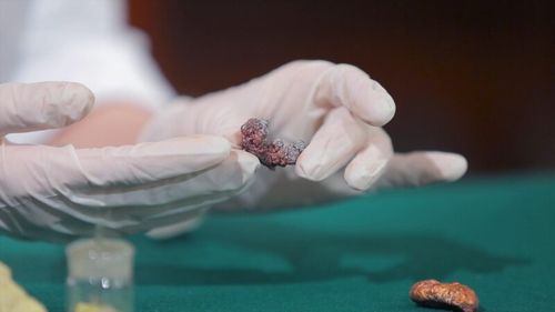 Fragmente de proteine vechi de 24 de milioane de ani, recuperate în premieră din fosile de animale dispărute, promit o nouă eră în studiul evoluției