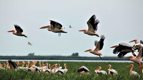 WWF-România: Delta Dunării riscă să piardă 2.500 de hectare / „Zona Carasuhat este în pericol să fie secată din nou”