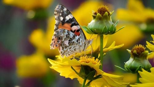 Cum a reușit un grup de fluturi să străbată pentru prima oară în istorie Oceanul Atlantic / Misterul de pese zece ani al "doamnelor pictate" din America de Sud