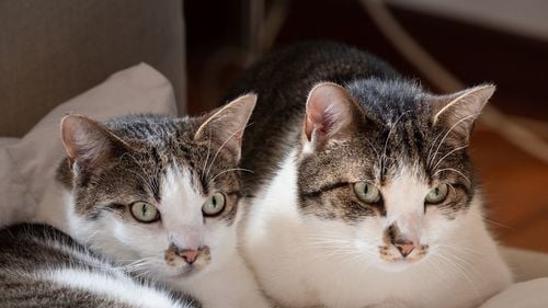 Abonamentele medicale pentru câini și pisici, noul trend în România. Cât costă și ce servicii sunt incluse în preț