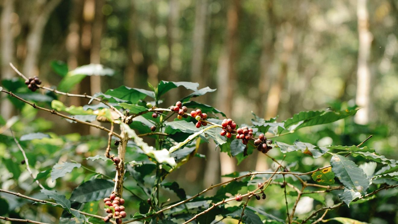 O lege europeană va interzice produsele care contribuie la defrișarea pădurilor, dar efectele sunt profunde: Lovește în milioane de fermieri din cele mai sărace zone ale lumii, acuză importatorii de cafea, cacao, cauciuc, soia sau ulei de palmier