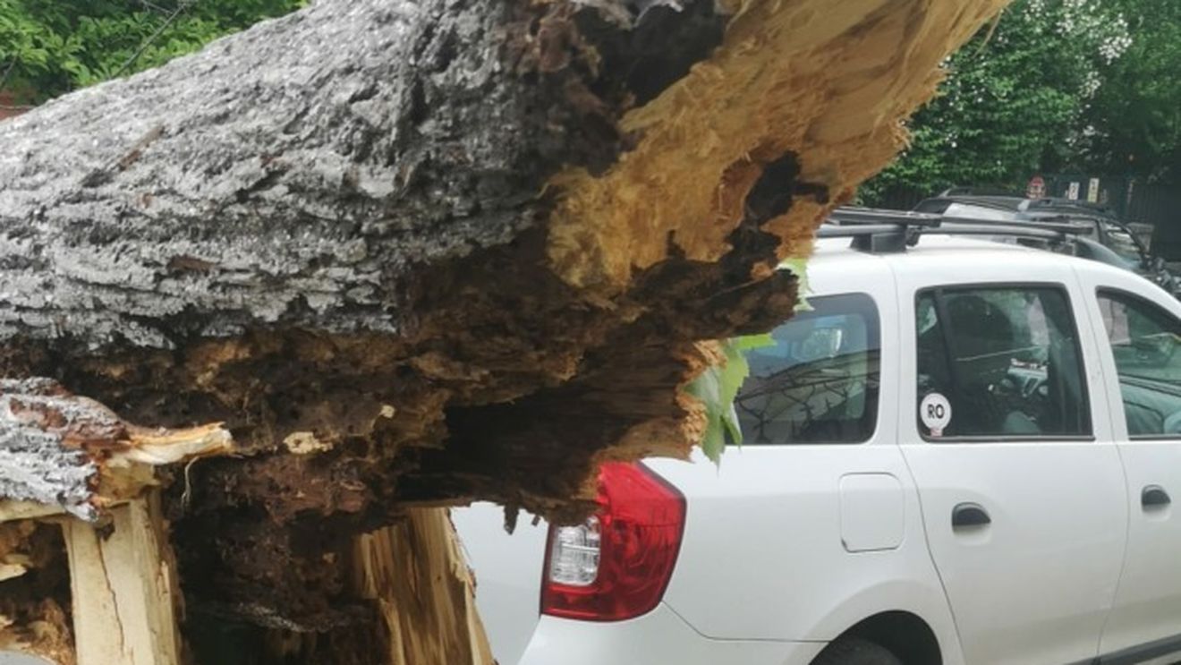 Cod portocaliu de vânt puternic în București / Temperatura maximă nu va trece de 9 grade Celsius