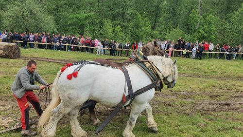 Petiţie pentru anularea concursului de tracţiune pentru cai dintr-o comună din Covasna: Viaţa cailor nu este un spectacol şi nu trebuie pusă în pericol pentru divertisment