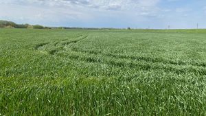 Criză în agricultura americană generată de tarife / Fermierii reclamă pierderi financiare masive, comenzi anulate şi blocaje în lanţul logistic