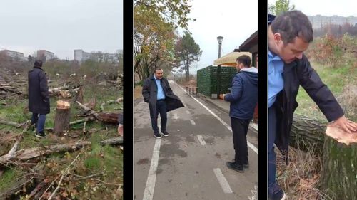 VIDEO Grabă de a măcelări ultimii copaci rămași în zona retrocedată din Parcul IOR. Filmări realizate de cetățenii care au stat cu rândul de pază / Un individ îi sfidează în direct: eu îi tai ca să plătesc amenda de 25 de lei