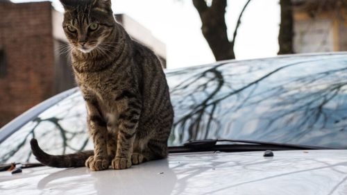 Iarna vine și pisicile străzii se adăpostesc sub capotele mașinilor: La ce trebuie să fii atent înainte să pleci la drum