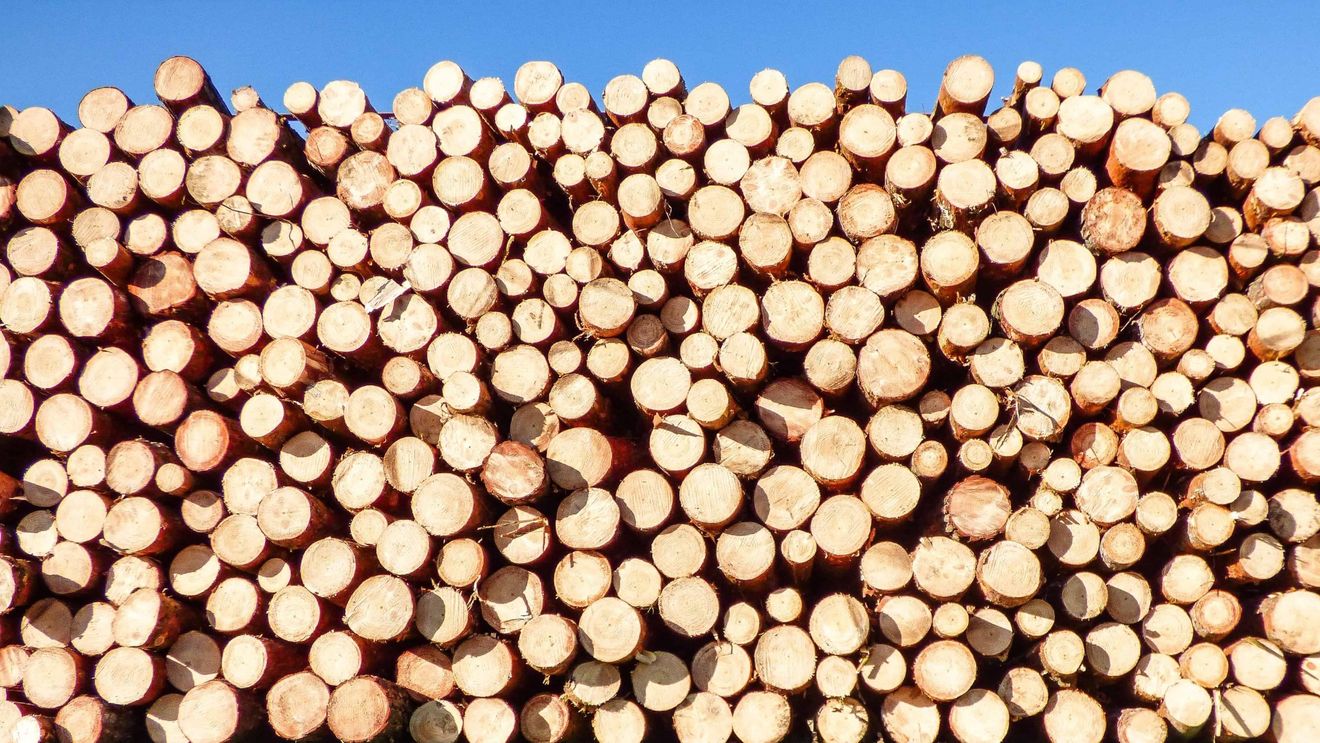 Codul Silvic se modifică în avantajul marilor companii. Efectul: populaţia va plati lemnul de foc cu 700 lei/mc sau mai mult