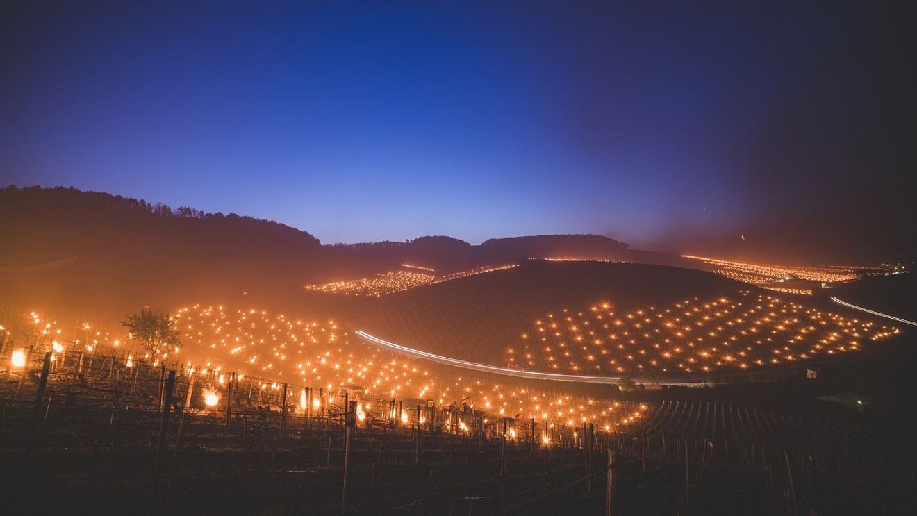 Franța: 2021 se anunță cel mai prost an de la al Doilea Război Mondial pentru producția de vin