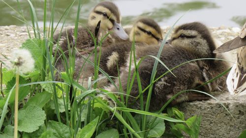 Concerte şi activităţi la Festivalul Strada Armenească, în Grădina Botanică din Bucureşti, cu intrare liberă / Concerte Subcarpaţi și Ovidiu Lipan Ţăndărică