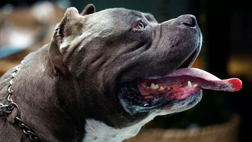 Irlanda interzice câinii din rasa American Bully XL după mai multe atacuri