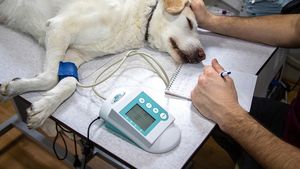 Legea votată de coaliția ad-hoc PSD – PNL care dădea medicilor veterinari monopol pe farmaciile și cabinetele veterinare, respinsă de CCR
