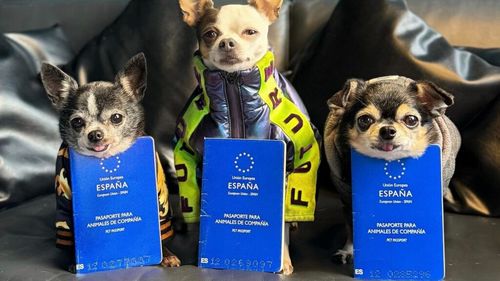 De la microcip la vaccin: Ce acte îți trebuie pentru a călători cu animalul de companie în Uniunea Europeană