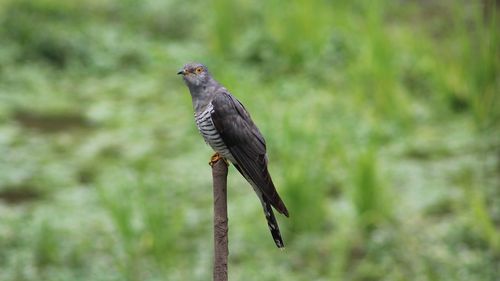 Dovezi ale coevoluţiei, un fenomen care stimulează biodiversitatea pe Terra, descoperite de un studiu australian