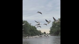 VIDEO | Pauza de respirație: Canal din Delta Dunării, „blocat” de zeci de pelicani