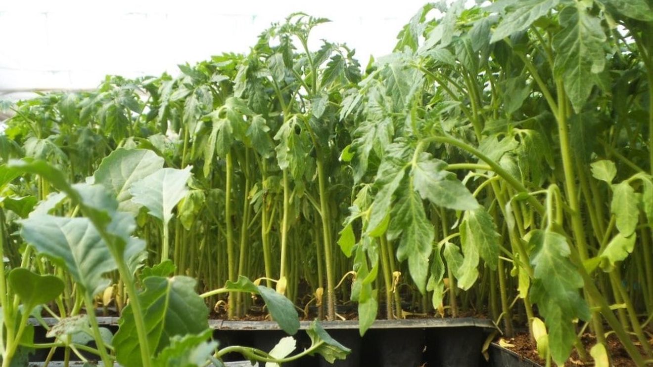 Şase persoane trimise în judecată la Buzău după ce ar fi vândut produse de protecţia plantelor toxice, neomologate