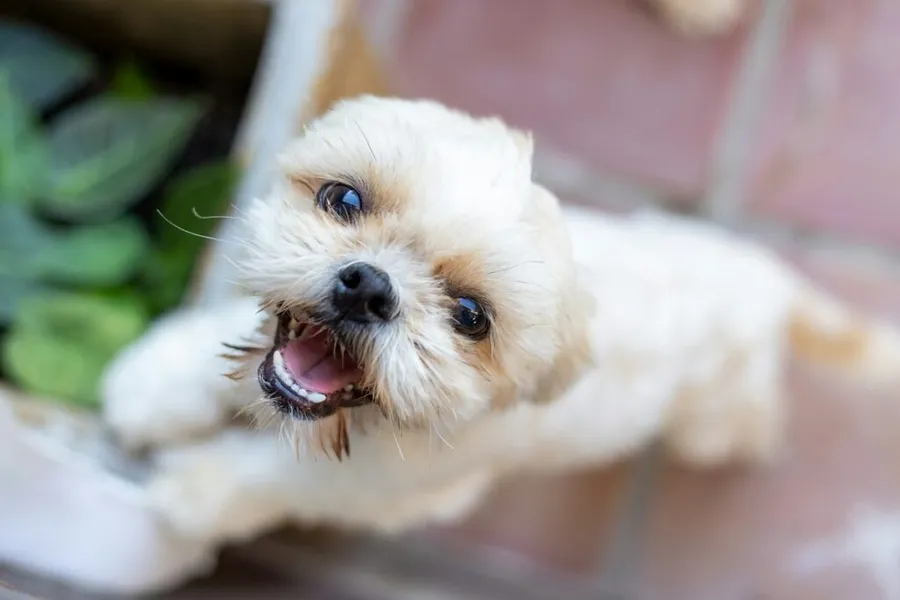 Shih Tzu, câine