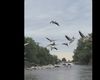 VIDEO | Pauza de respirație: Canal din Delta Dunării, „blocat” de zeci de pelicani