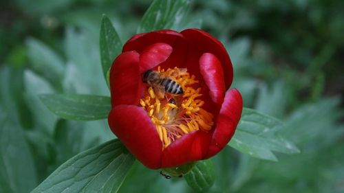 Bujorul este oficial floare națională a României. Legea a fost promulgată de președintele Iohannis