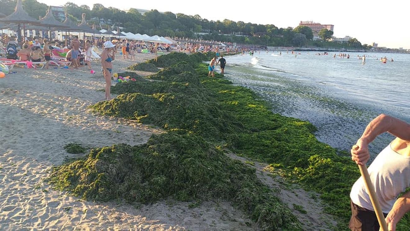 De ce s-a umplut litoralul de alge? Codul portocaliu de caniculă a stimulat fenomenul