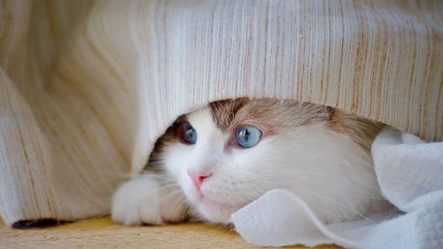 Știința a descoperit un lucru fascinant despre animalele de companie: nu doar că ne iubesc, ne și apără creierul de stres, anxietate și declin cognitiv