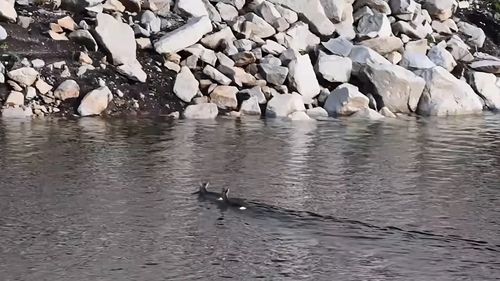 VIDEO Pauza de respirație: Doi căpriori înoată împreună în Parcul Național Retezat