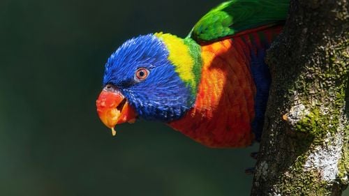 STUDIU Un papagal australian pe cale de dispariţie, printre cele mai longevive păsări din lume