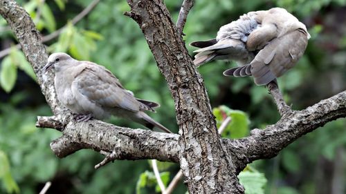 Rețea de traficanți de porumbei de concurs și de reproducere, destructurată de DIICOT / Păsările ar fi fost furate din Belgia / Prejudiciul este estimat la 2,2 milioane de euro