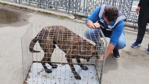 De ce nu scapă Bucureștiul de câinii fără stăpân. ASPA: ”Sterilizările gratuite există, dar oamenii le ignoră” / 40 de câini abandonați au ajuns în adăpostul Mihăilești într-o singură zi (FOTO)