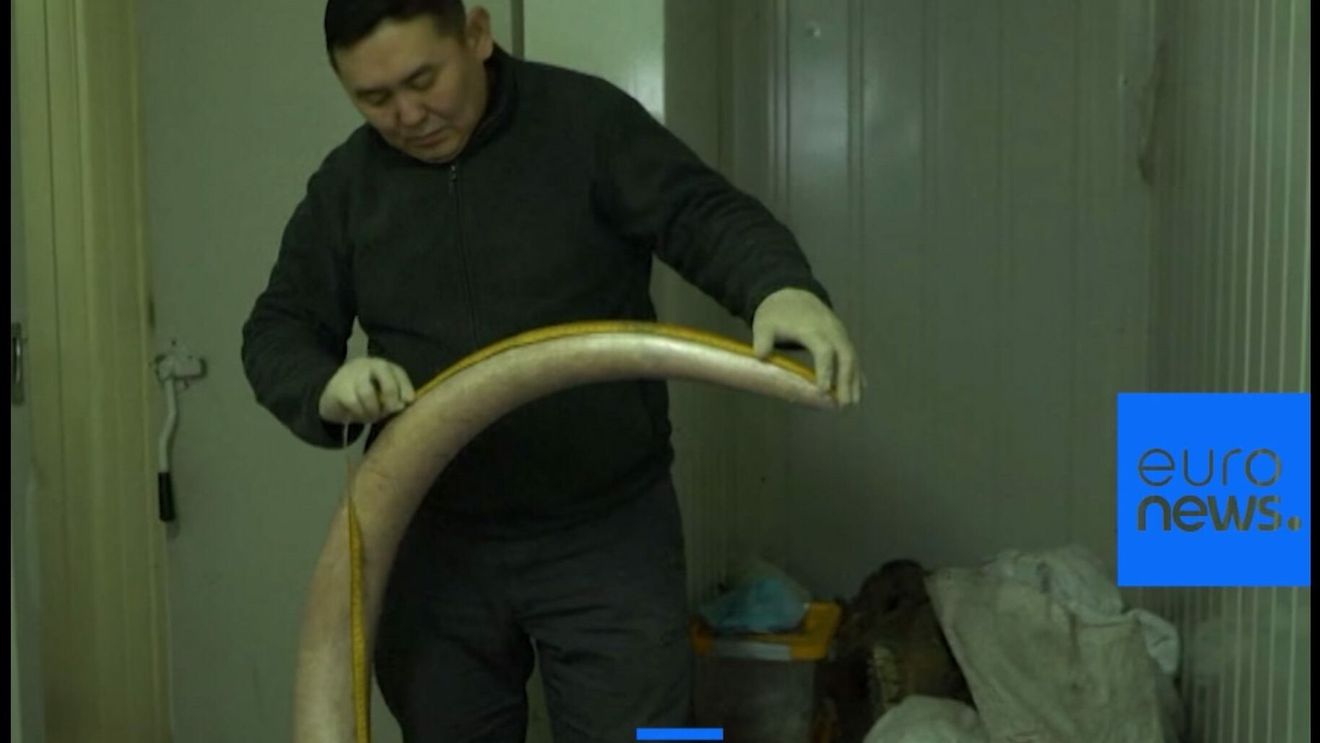 Scheletele de mamuţi din Siberia au declanşat o veritabilă goană a omului modern după "fildeşul gheţurilor"