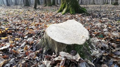 Zeci de mii de copaci din București au fost puși la pământ sub administrația Firea. Municipalitatea nu știe câți copaci au fost plantați în loc