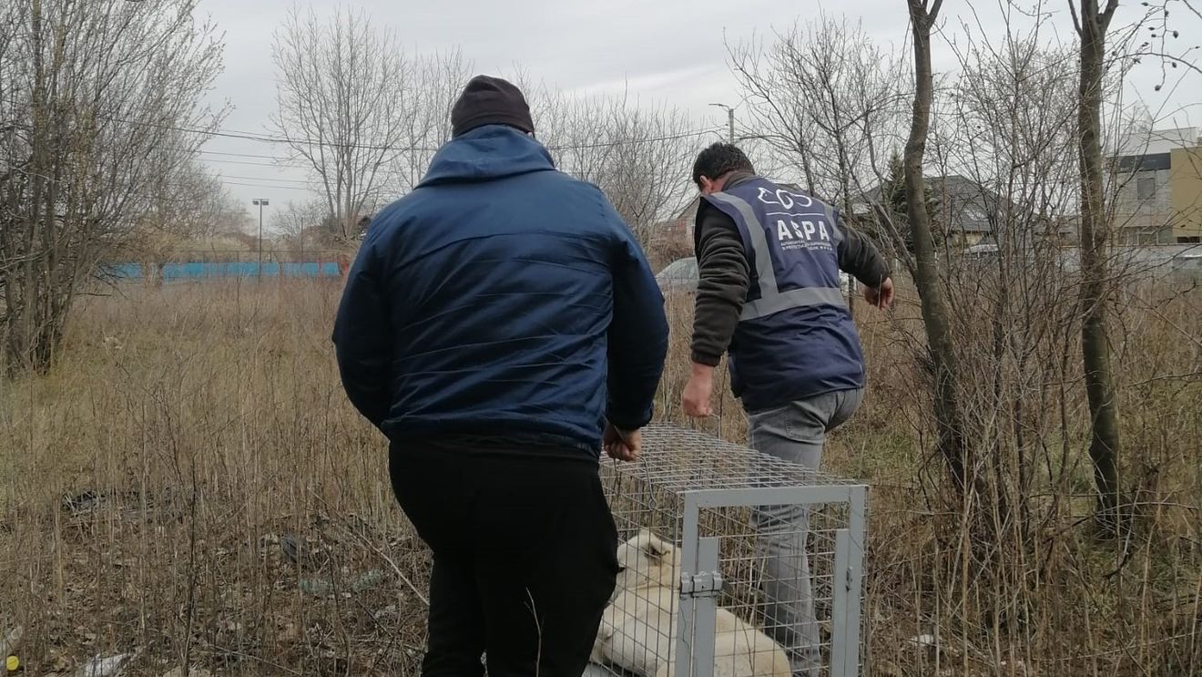 Autoritatea pentru Supravegherea și Protecția Animalelor, după ce a capturat trei câini în Sectorul 5: Este necesară o intervenţie mai susţinută a autorităţilor publice locale / În ce situații cere aplicarea unor sancțiuni proprietarilor de câini