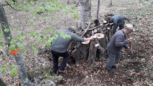 Voluntarii ajută insectele protejate din Parcul Natural Putna Vrancea să supraviețuiască pe timpul iernii / Printre insectele urmărite: croitorul alpin, rădașca, croitorul cenușiu și gândacul sihastru