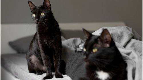 Îți poți clona animalul de companie, dar va avea o altă personalitate. Povestea unei femei care a sperat că își va avea pisica înapoi: „Nu este aceeași, dar o iubesc la fel”
