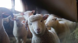 Mii de oi ce urmau să fie exportate, blocate în ferme din Arad din cauza pestei micilor rumegătoare
